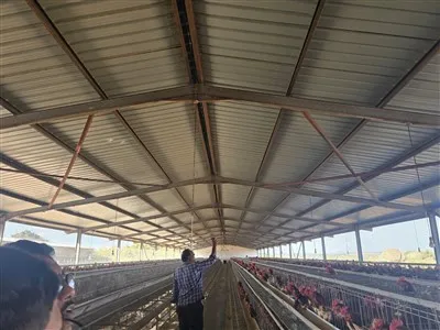 Cobertizo de granja de pollos